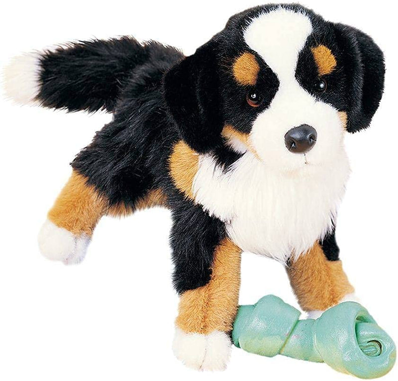 Douglas Bernese Mountain Dog 16