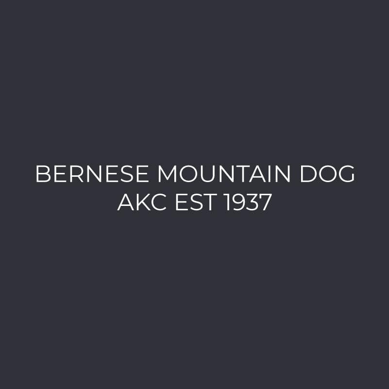 Bernese Mountain Dog Embroidered AKC Polo