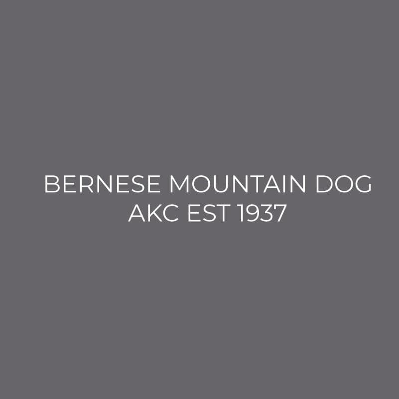 Bernese Mountain Dog Embroidered AKC Polo