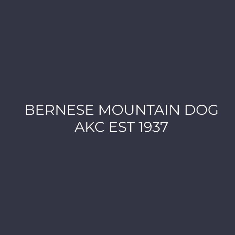 Bernese Mountain Dog Embroidered AKC Women's Polo