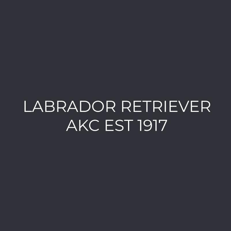 Labrador Retriever Embroidered AKC Polo