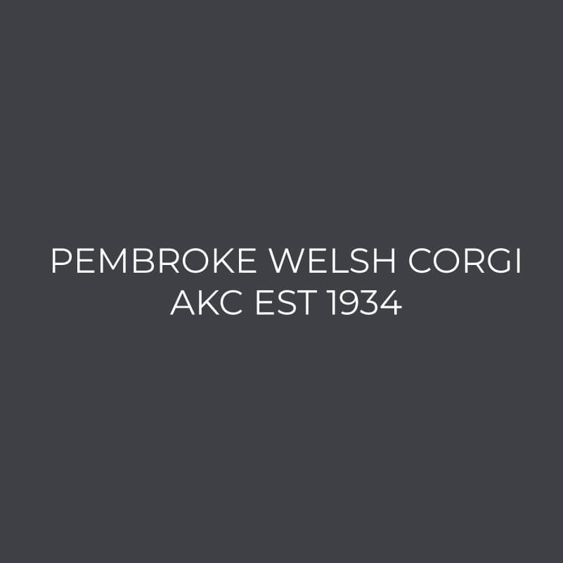 Pembroke Welsh Corgi Embroidered AKC Women's Polo