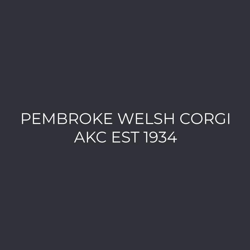 Pembroke Welsh Corgi Embroidered AKC Polo