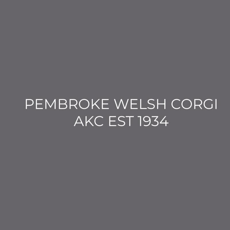 Pembroke Welsh Corgi Embroidered AKC Polo