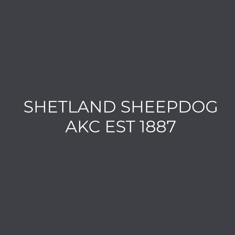 Shetland Sheepdog Embroidered AKC Women's Polo