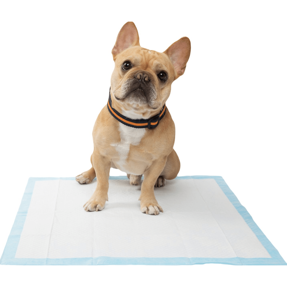 Frisco Training & Potty Pads, 22-in x 23-in