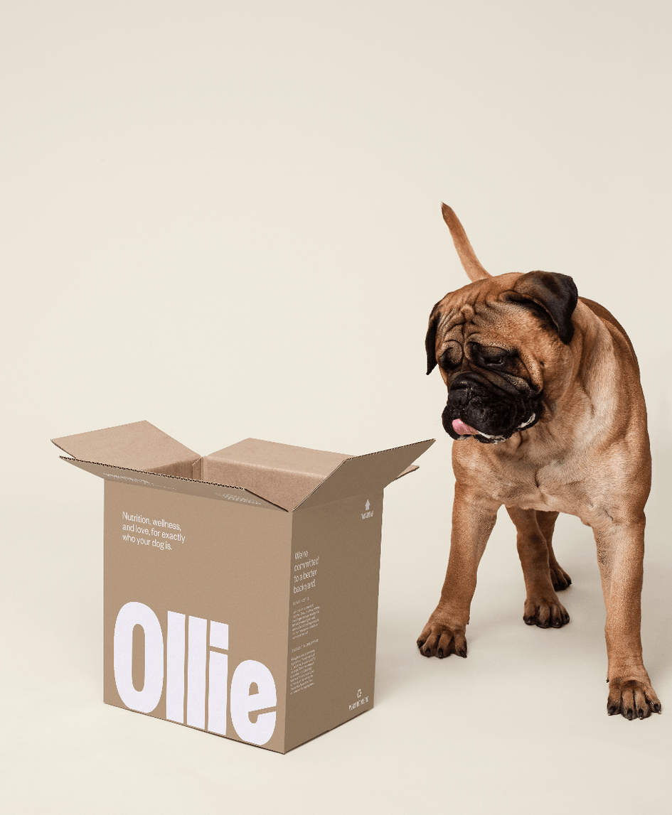 Ollie Custom Dog Food Subscription