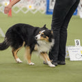 AKC TopDogs - Rally Report