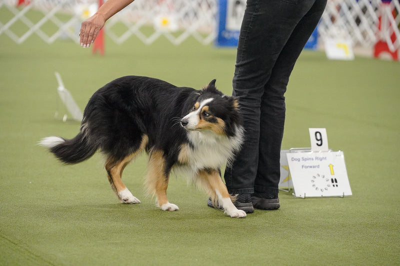 AKC TopDogs - Rally Report