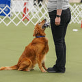 AKC TopDogs - Obedience