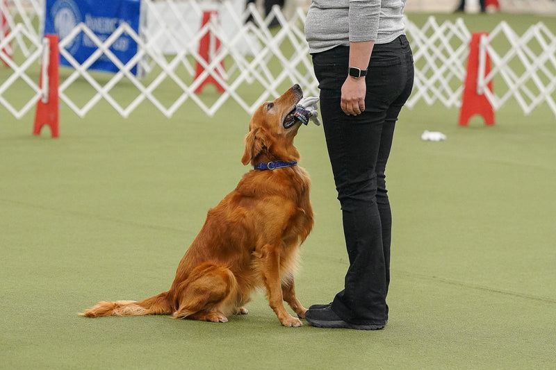 AKC TopDogs - Obedience