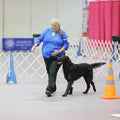 AKC Obedience Classic Eligibility Report