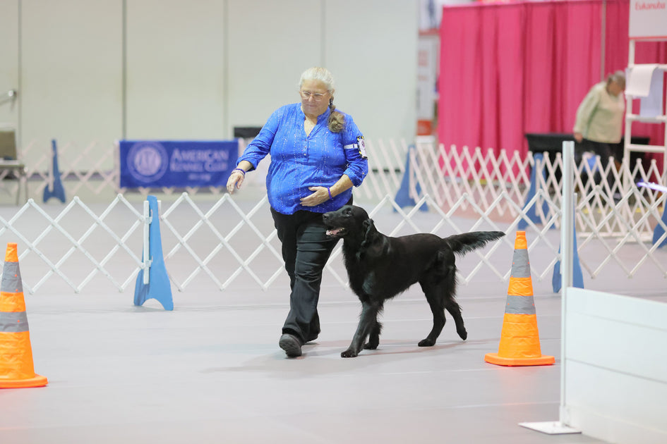 AKC Obedience Classic Eligibility Report