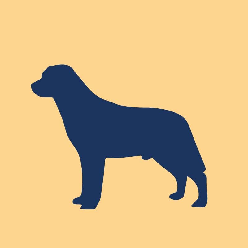 Labrador Retriever Embroidered AKC Quarter Zip