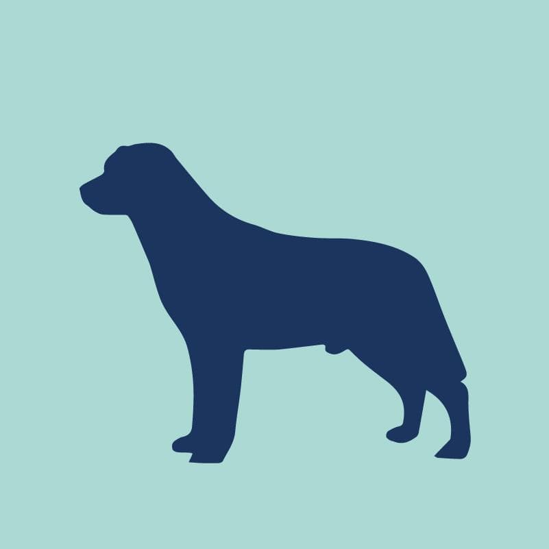 Labrador Retriever Embroidered AKC Quarter Zip