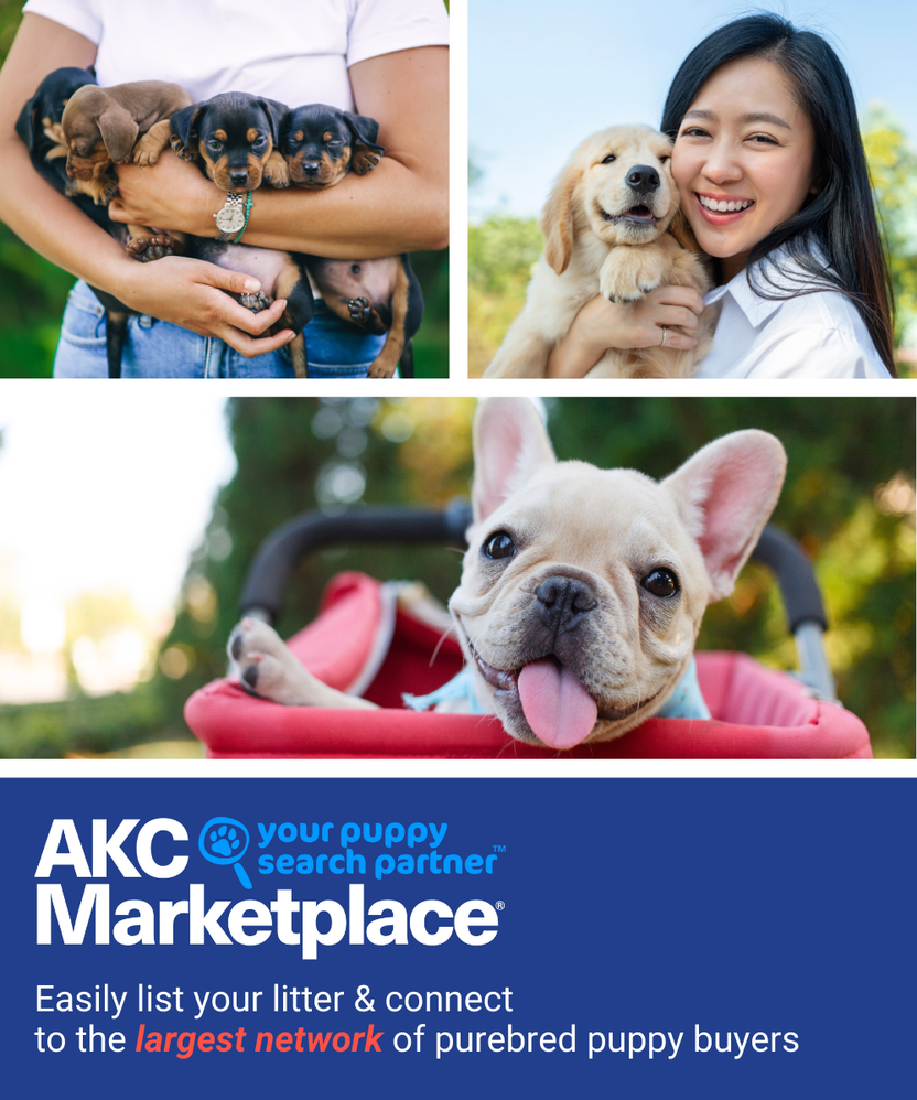 AKC Marketplace for Breeders AKC Shop