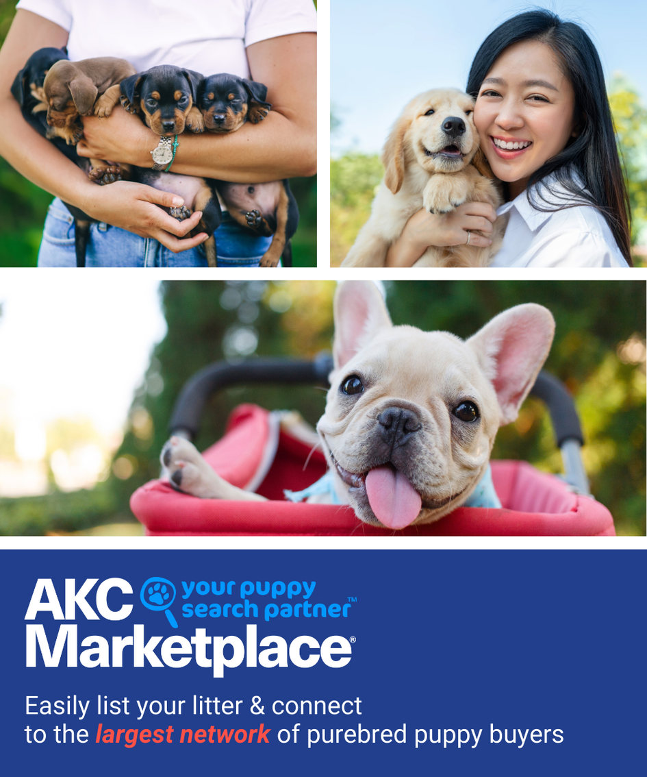 AKC Marketplace for Breeders