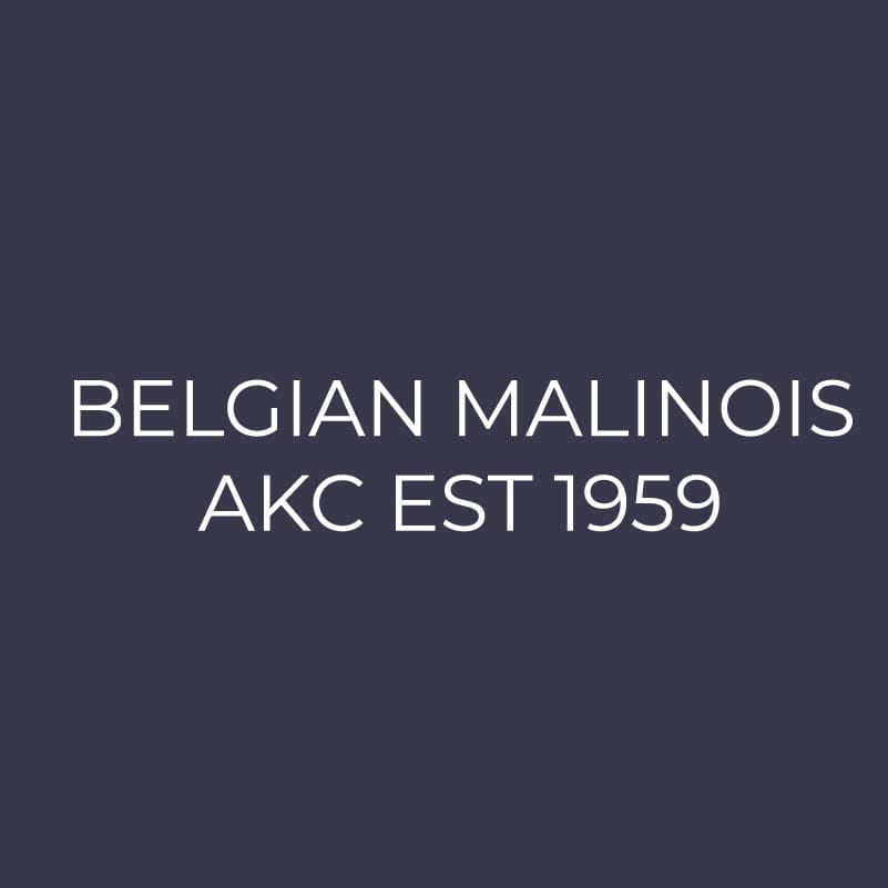 Belgian Malinois Embroidered AKC Women's Polo