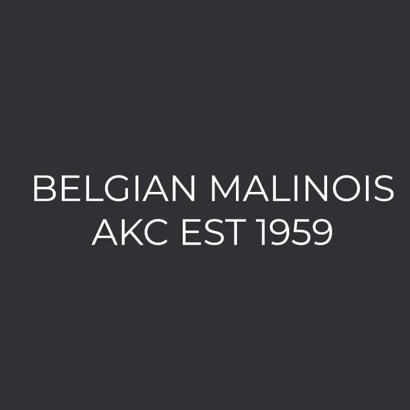 Belgian Malinois Embroidered AKC Men's Polo