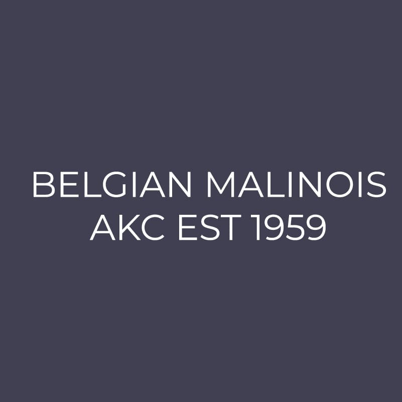 Belgian Malinois Embroidered AKC Men's Polo