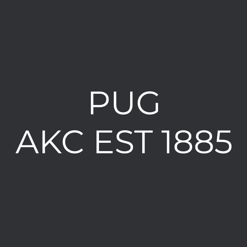 Pug Embroidered AKC Men's Polo