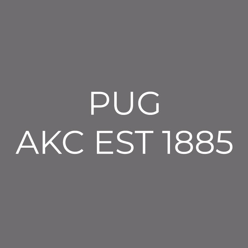 Pug Embroidered AKC Men's Polo