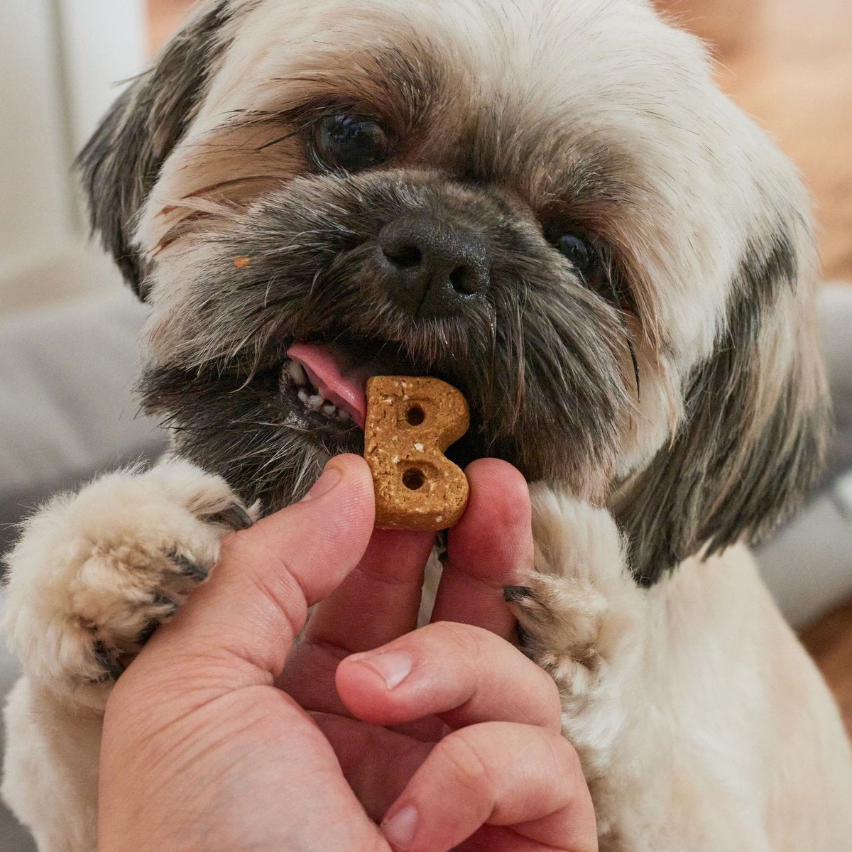 Bocce s Bakery Birthday Peanut Butter Molasses Vanilla Cake Dog Treats 5 oz bag