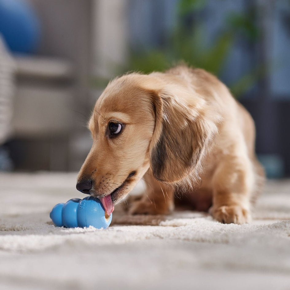 KONG Puppy Chew Dog Toy