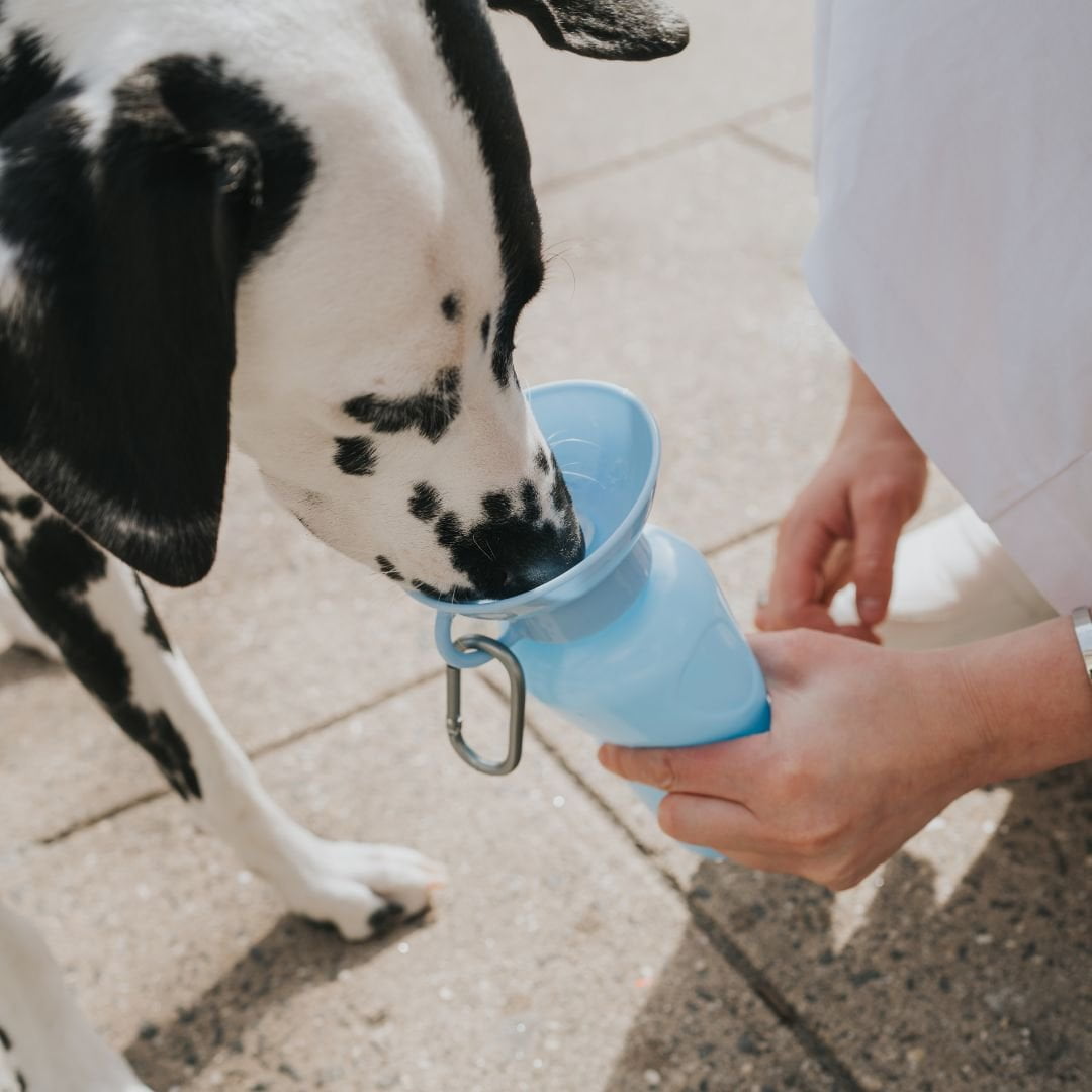 Springer Travel Dog Bottle | AKC Shop