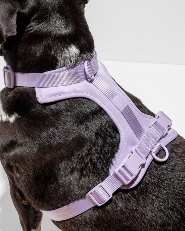 Wild One Adjustable Cushioned Dog Harness