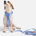 Wild One Adjustable Cushioned Dog Harness