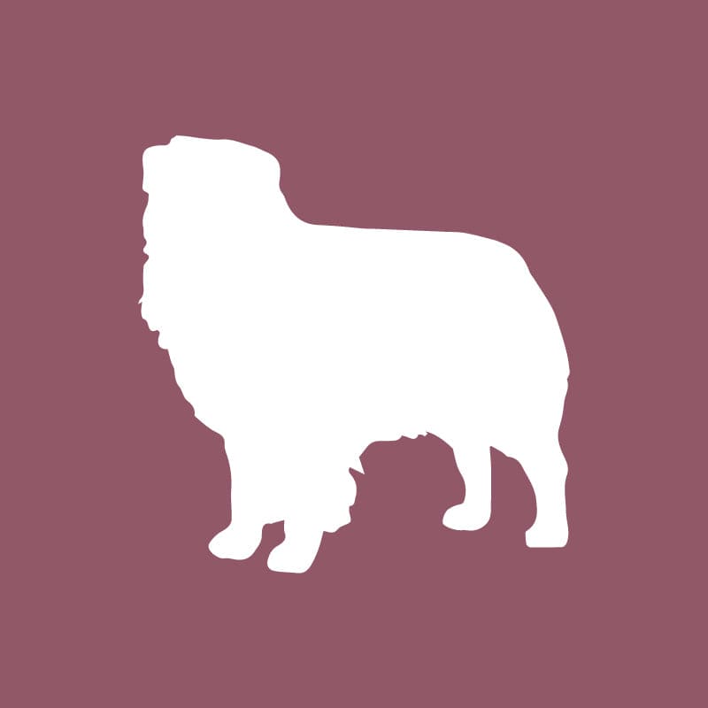 Australian Shepherd - Beanie