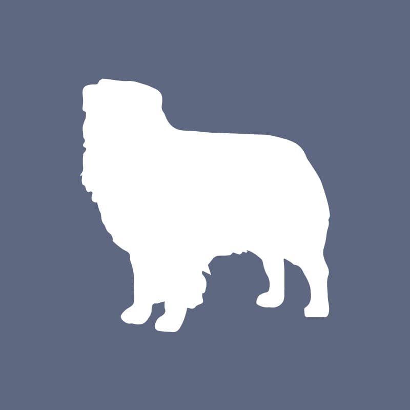 Australian Shepherd - Beanie