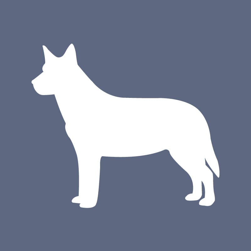 Australian Cattle Dog - Beanie