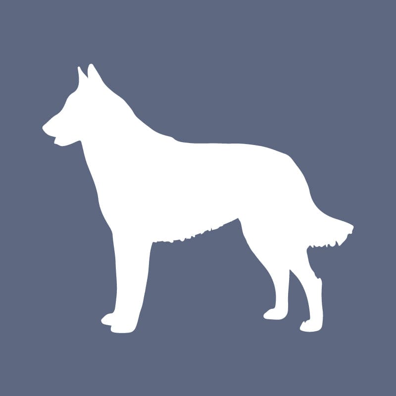 Belgian Malinois - Beanie