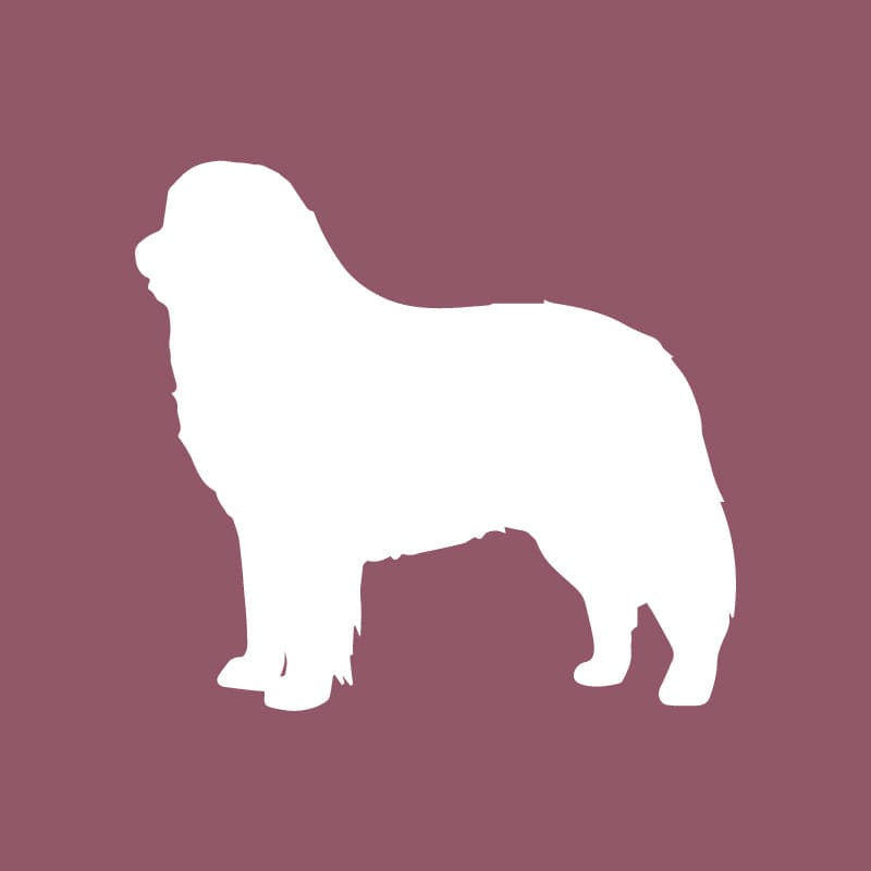 Bernese Mountain Dog - Beanie