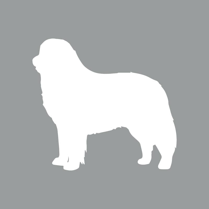 Bernese Mountain Dog - Beanie