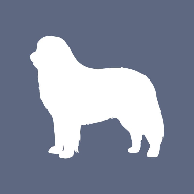 Bernese Mountain Dog - Beanie