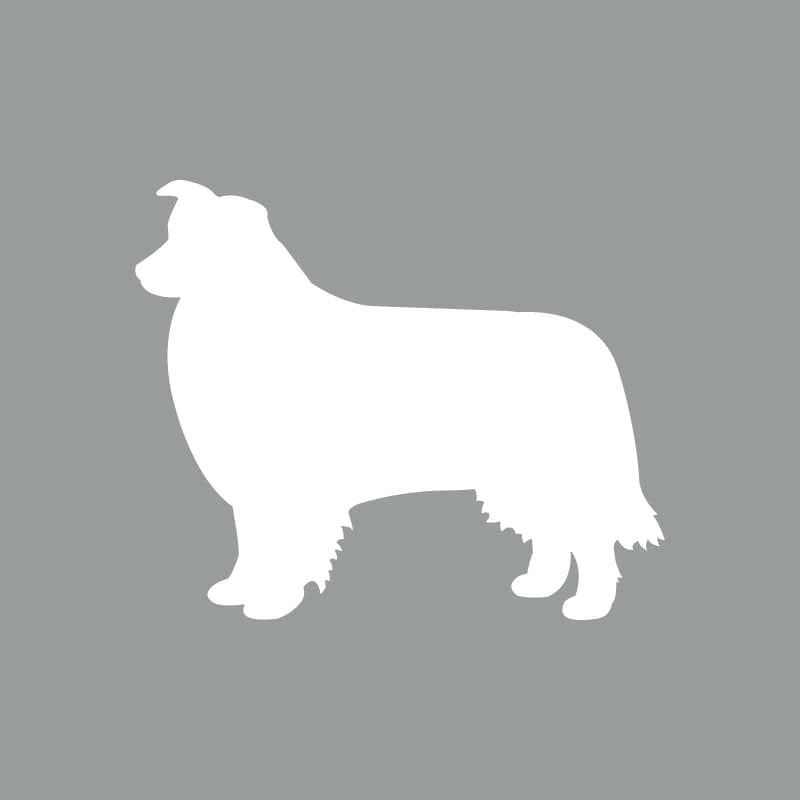 Border Collie - Beanie