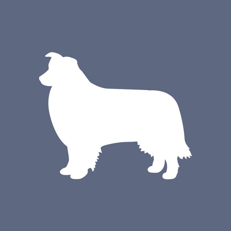 Border Collie - Beanie