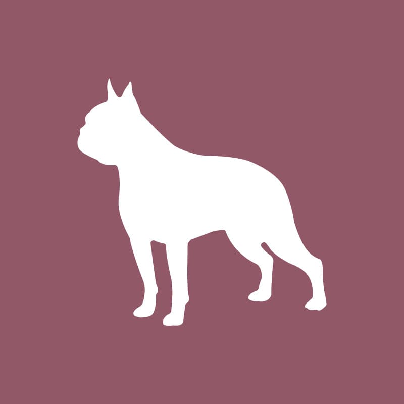 Boston Terrier - Beanie