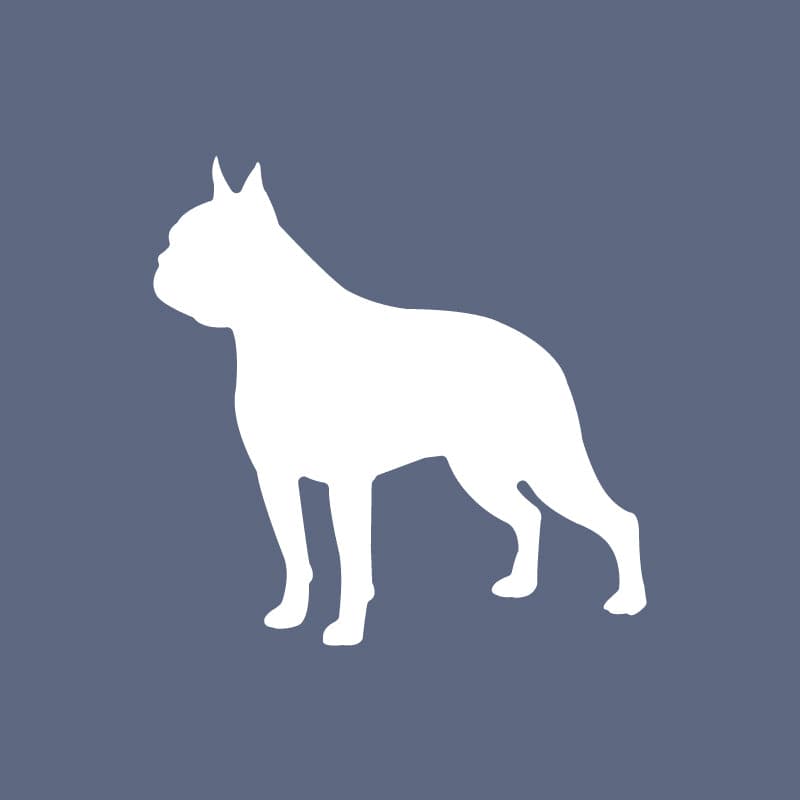 Boston Terrier - Beanie