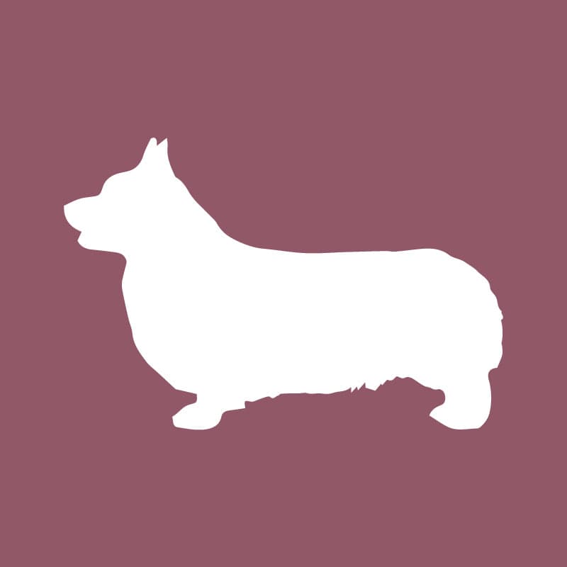 Pembroke Welsh Corgi - Beanie