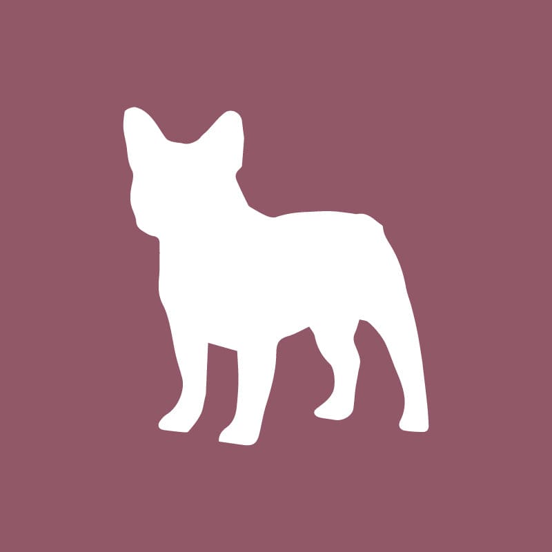 French Bulldog - Beanie