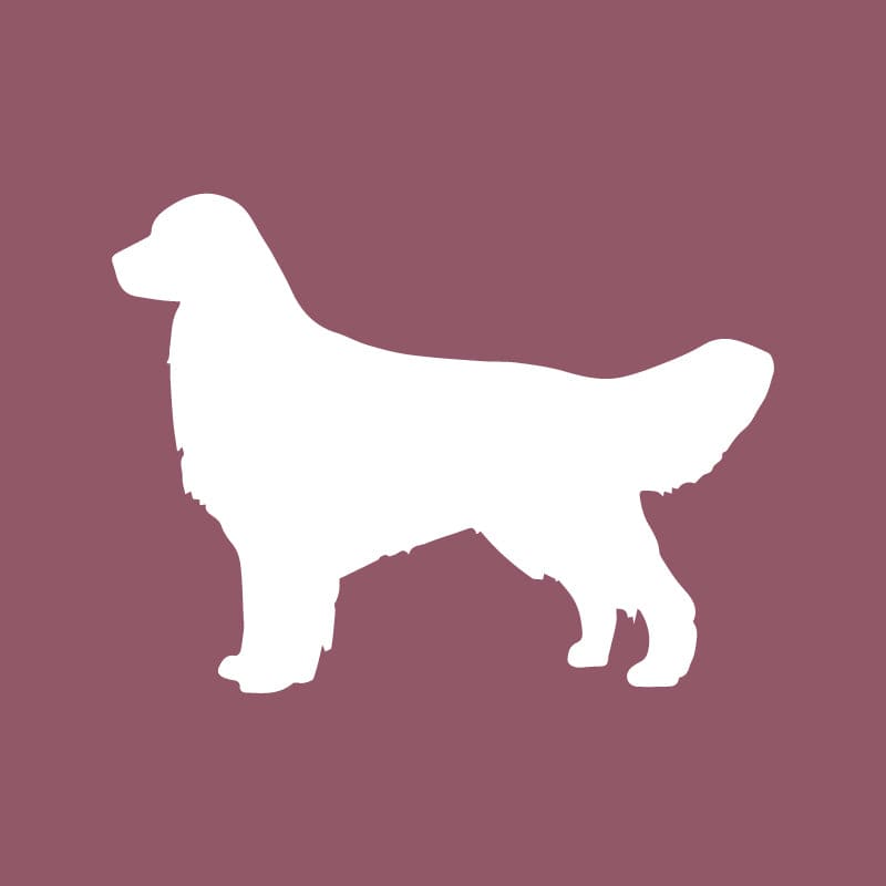 Golden Retriever - Beanie