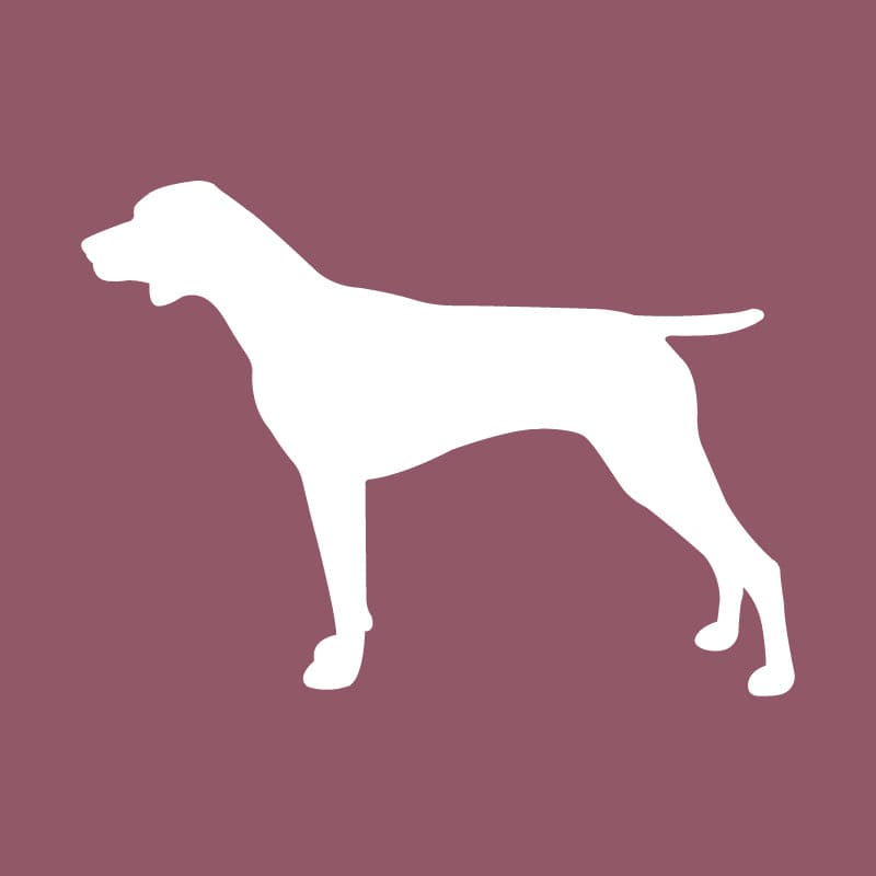 German Shorthair Pointer - Beanie