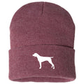 German Shorthair Pointer - Beanie