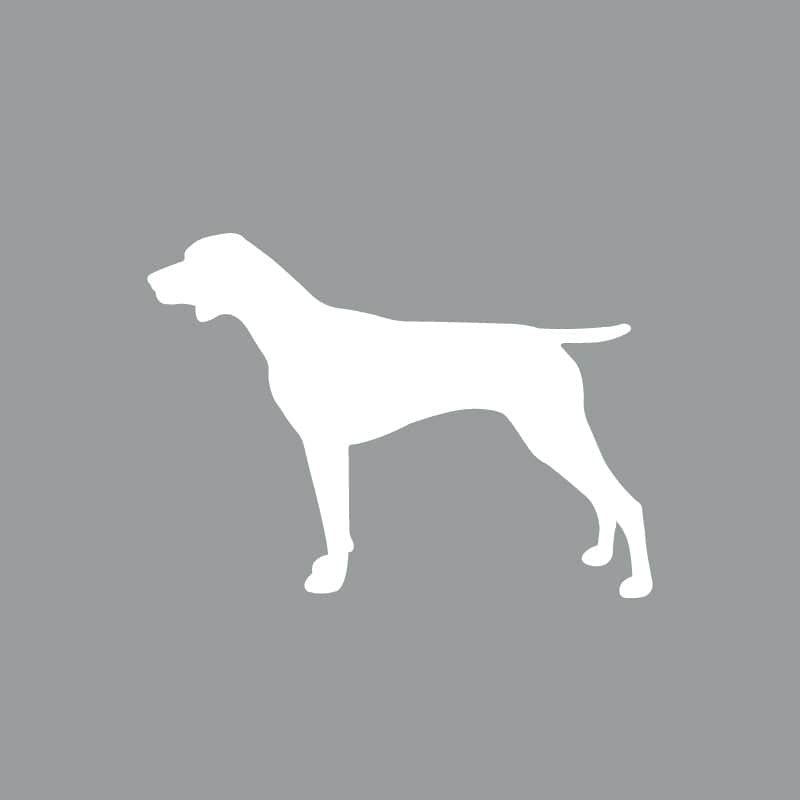 German Shorthair Pointer - Beanie