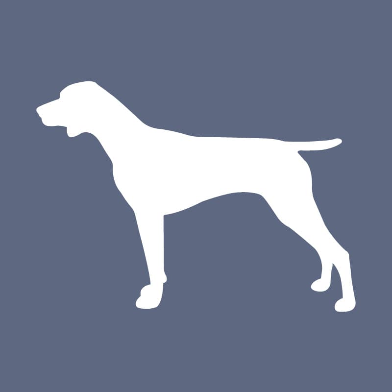 German Shorthair Pointer - Beanie