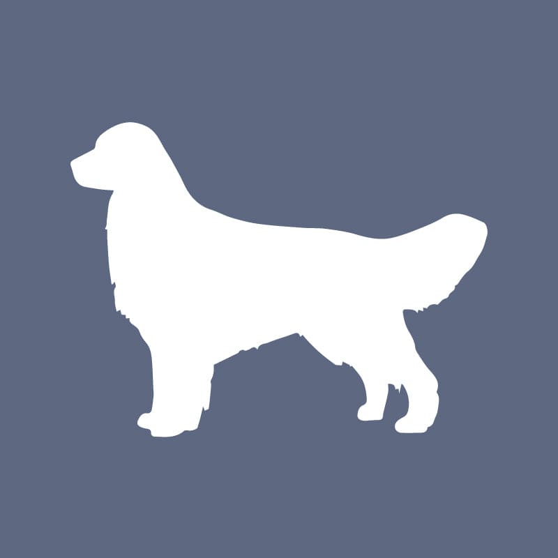 Golden Retriever - Beanie